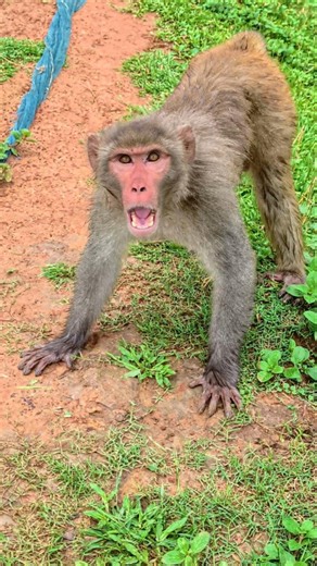 Unexpected behavior of king monkeys #apefun #monkey #monkeyking