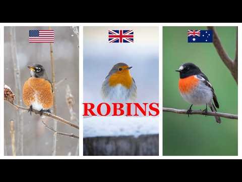 10 Robins From Across the World