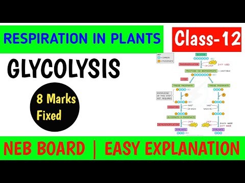 Glycolysis Full Concept 🔥 | Respiration in Plants | Fixed 8 Marks Question | NEB | Mero Tutor