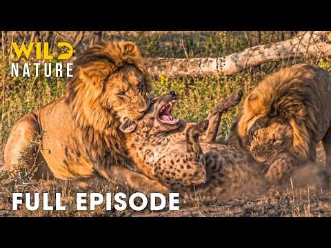 Lion vs Hyena | Africa's Deadliest Fight for Survival | FULL EPISODE | Wildlife Documentary