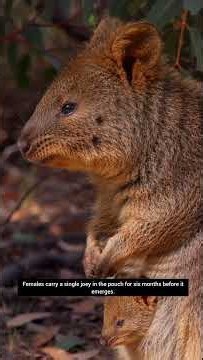 Quokka