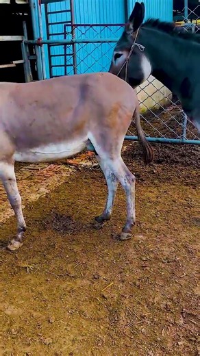 Funniest Donkey Ever Donkey Training the fun way 232