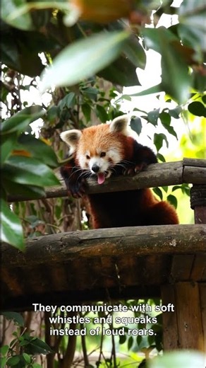 Facts About the Red Panda #Shorts