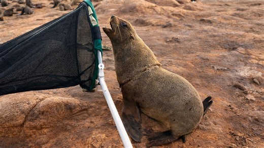 A seal was trapped in plastic debris - rescuers needed a pole to help remove the strap