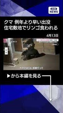 【ニュース】住宅の倉庫にクマ リンゴ食われる被害 “出没5倍”異常事態に猟友会も始動#shorts