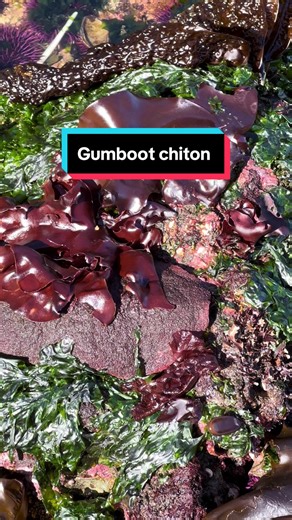 Gumboot chitons are the largest in the workd and have been given the nickname “wandering meatloaf” of the intertidal zone #salishsea #lowtide #intertidal #chiton #marinebiology #seastar