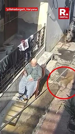 Elderly Woman Injured in Monkey Attack in Haryana