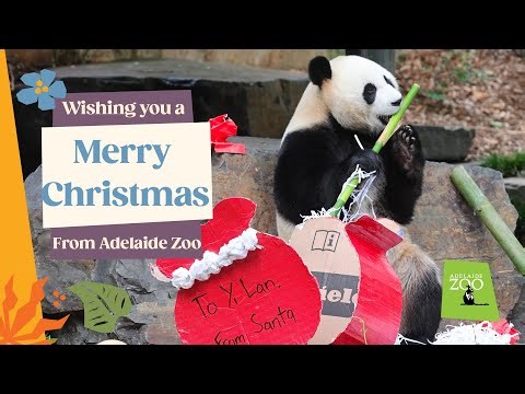 Santa Paws at Adelaide Zoo | Animals Unwrap Festive Christmas Enrichment