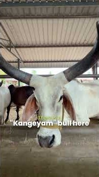 Kangayam Desi Cow Ghee 🐄 | Pure Traditional Taste | UEIR Organic