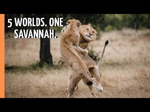 One Savannah, Five Hidden Worlds | Full Documentary
