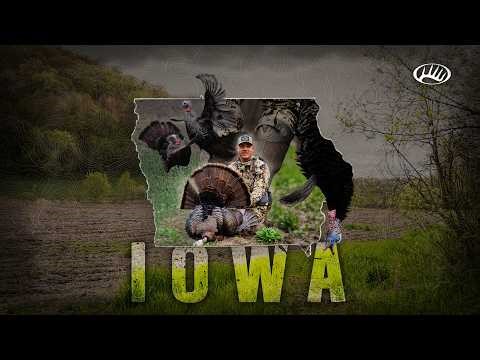 Gobbler RUNS into the Decoy!!! | Iowa Turkey Hunt
