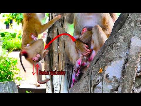 Oh G0d! The Young macaque mother holding tiny baby wrongly while climbing the tree