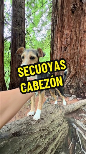 Secuoyas del Monte Cabezón: paseo tranquilo con perro
