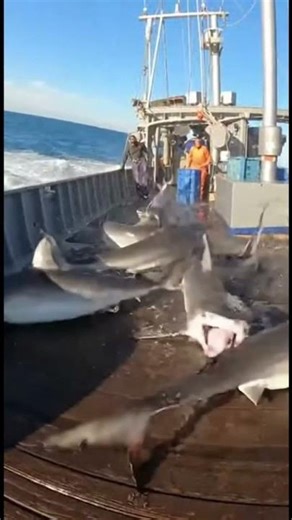 A Swarm of Grey Sharks Started Launching Onto the Boat!🦈😱