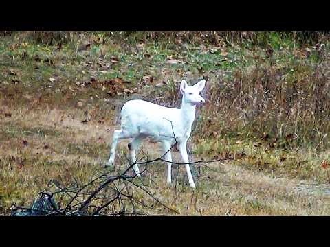 ALBINO DEER! 25-06 & .308 💥💥 2 Doe Down! Pennsylvania Rifle Deer Hunting Season 2025 Boozer + Mouse