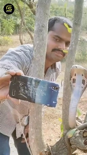 How to tell if a snake bite is poisonous! 😱