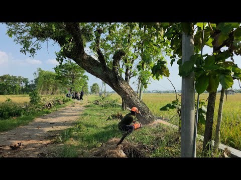 Dangerous Leaning! Double Tree Felling with World's Most Powerful Chainsaw! Stihl ms881.