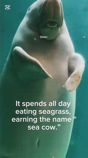 “Is this a real mermaid? 😳 Meet the Dugong.#Dugong #MermaidReal #SeaCow #ViralFacts