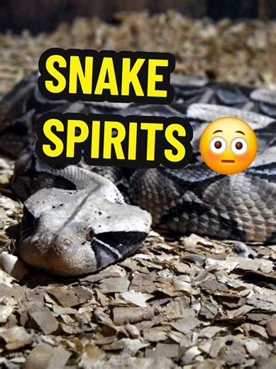Snake Spirit Meaning: Gaboon Viper Symbolism & Spiritual Gifts