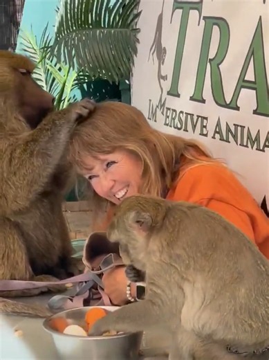 Chrissy the Baboon taking care of our very dedicated & hard working Director, Stacy 💚🐾 Disclaimer: The animal featured in this video is a rescue under the care of our trained volunteers and staff at the sanctuary. These animals are not pets, and we do not encourage or condone contact with wildlife. Please respect their natural behaviors and habitats. #animaltracksinc #keeptheworldwild #animalrescue #monkey #chrissythebaboon