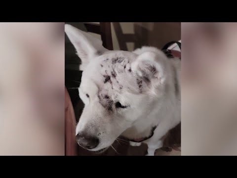 Dog survives mountain lion attack in Glendora