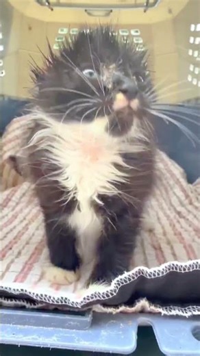 URGENT: Kitten Fights For Life After Horrific Human Abuse Leaves Her Ears Mutilated [STORY BELOW]