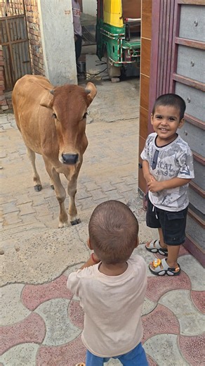 गौ माता को देखकर विहान के चेहरे पर आई प्यारी मुस्कान 🐄❤️ | जय गौ माता 🙏 #gaumata #shortsfeed