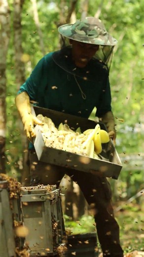 Beekeeper's Honey Harvest Routine 🍯🐝 Amazing Beekeeping #Shorts