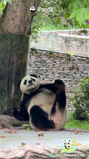 Panda Shows Off Great Physique | iPanda #shorts