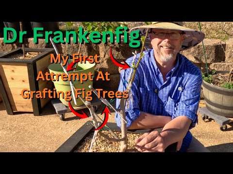 Can Beginners Graft Fig Trees? | My Frankenfig Experiment