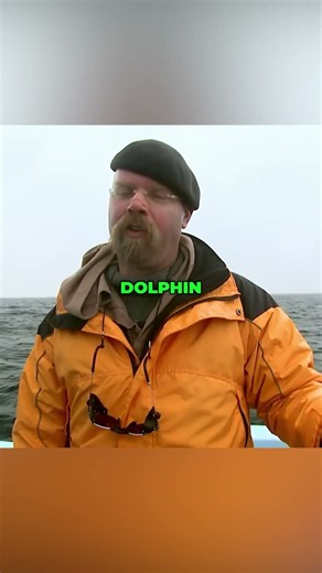 shark vs dolphins myth #mythbusters