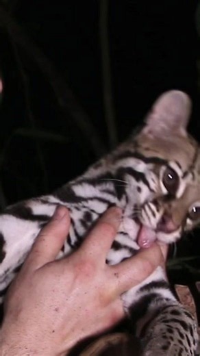 Face to face with a wild ocelot