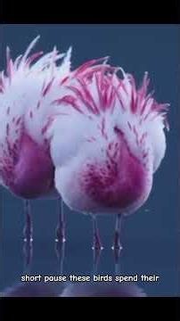 The Secret "Flowers" of the Andes Mountains | Andean Flamingo