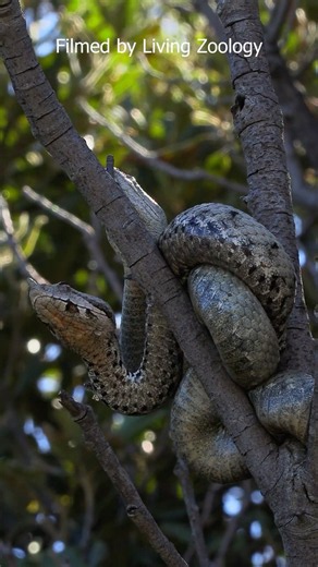 Vipers Compete for the Best Ambush Branches