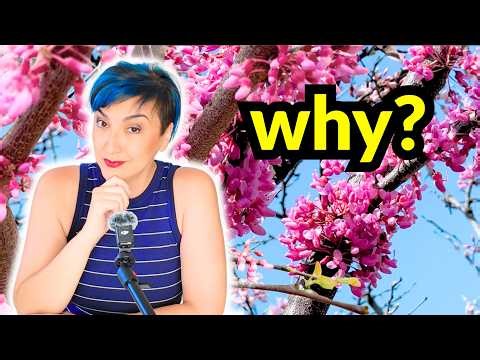 We're Cutting Down Our Redbud Tree