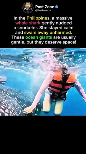Huge Whale Shark Encounter#animals #history