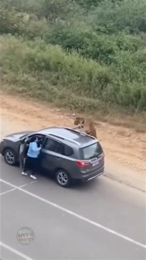 WILD TIGER ATTACKS WOMAN AT CAR | Filmed From Highway Overpass - She Had 2 Seconds (RAW)