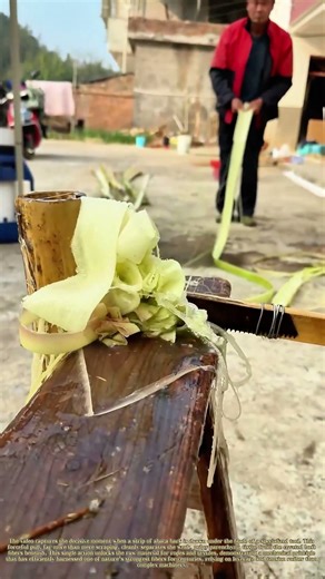 Stripping Strength: How a Single Pull Transforms Jungle Bark into Cordage