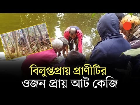 পঞ্চগড়ে তাড়া করে অদ্ভুত এক শজারু ধরেছেন স্থানীয় বাসিন্দারা | Porcupine Caught | Panchagarh