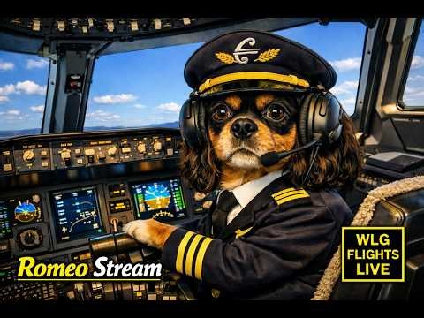Livestream at Wellington airport with Kev