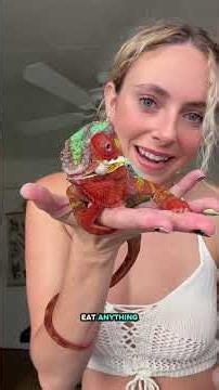 🐛❤️ #chameleon #chameleons #pantherchameleon #reptile #lizard