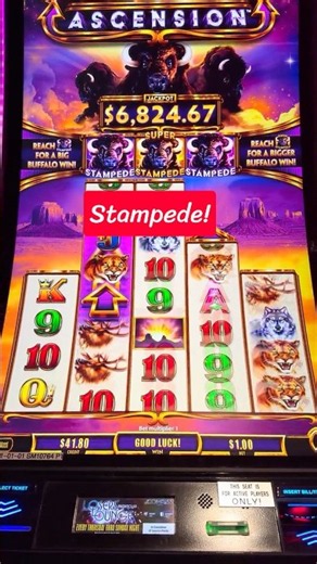 STAMPEDE! We got the BUFFALO Head on BUFFALO ASCENSION! Let’s win! 🚀