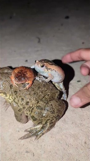Wep Wep Funny Frogs Boing Boing | Catch Frogs Funny Try Not To Laugh | Froggy Fun