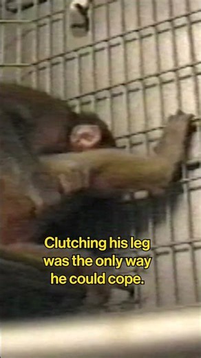 Your heart will break when you see how this monkey in a lab tries to find comfort. 💔