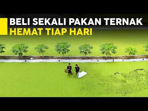 PETERNAK PINTAR, BELI PAKAN SEKALI BISA HEMAT TIAP HARI