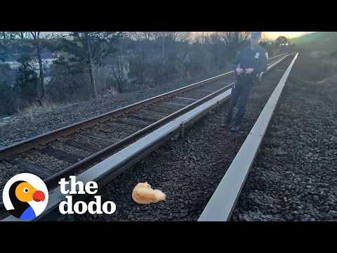 Injured Cat Saved From The Middle Of Train Tracks | The Dodo
