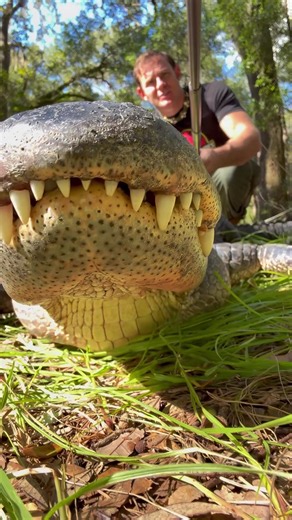 People hear the term “cold-blooded” and think it means alligators have cold blood. That’s not actually what it means! 🐊 Alligators are ectotherms, meaning they rely primarily on external sources of heat to regulate their body temperature, rather than generating enough internal heat to maintain a relatively constant temperature like we do. An alligator’s body temperature changes with its environment. When it’s cold, its metabolism slows down, it becomes less active, and it needs less energy. Whe