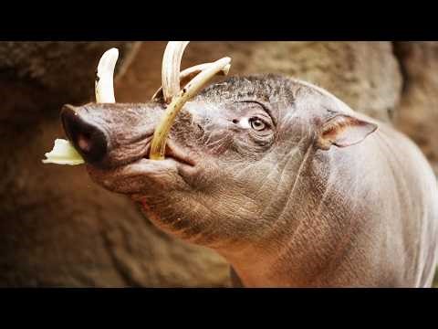 Saving Earth’s Rarest Animals (4K Documentary)