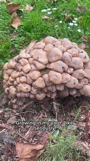 Why Does This Look Like an Alien Brain?? #didyouknow #fungus #mushroom #alien #weirdnature #viral