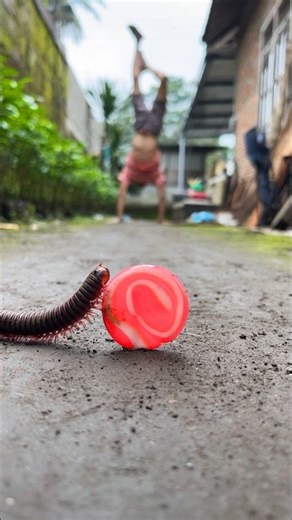Calisthenics skill, the miracle of the millipede truly came and climbed this lollipop #millipede